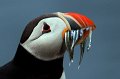 41 - Puffin - HODGES BILL - new zealand